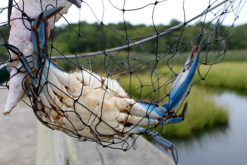 Blue Crab Fishing in Harwich “They Are Tremendous Eating” Cape Cod Wave