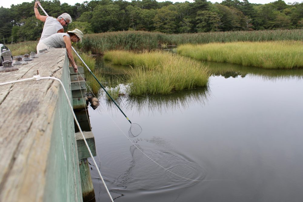 Blue Crab Fishing in Harwich “They Are Tremendous Eating” Cape Cod Wave