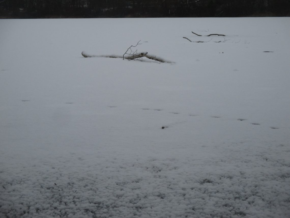 Like A Branch Over Frozen Water 6Day Weather Swing, 18 Photos Cape