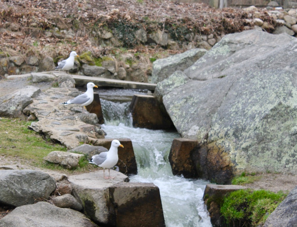 Early Bird Special at the Stony Brook Herring Run in Brewster Cape