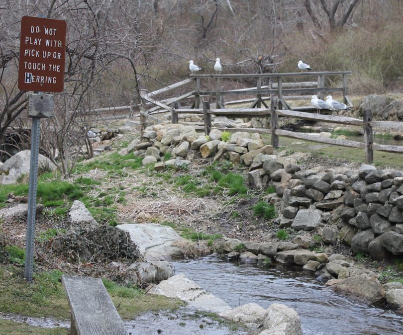 Early Bird Special at the Stony Brook Herring Run in Brewster Cape