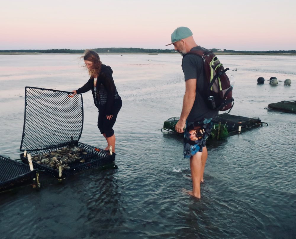 An Eastham Oyster Farmer & The Wellfleet Oysterfest On The Flats Near