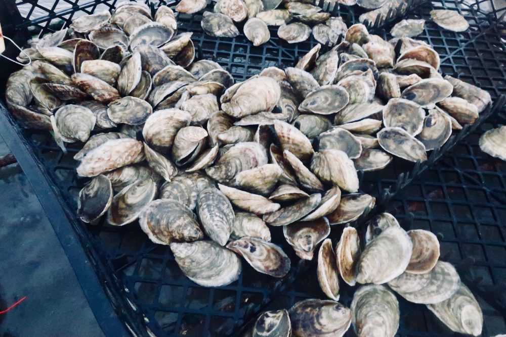 An Eastham Oyster Farmer & The Wellfleet Oysterfest On The Flats Near