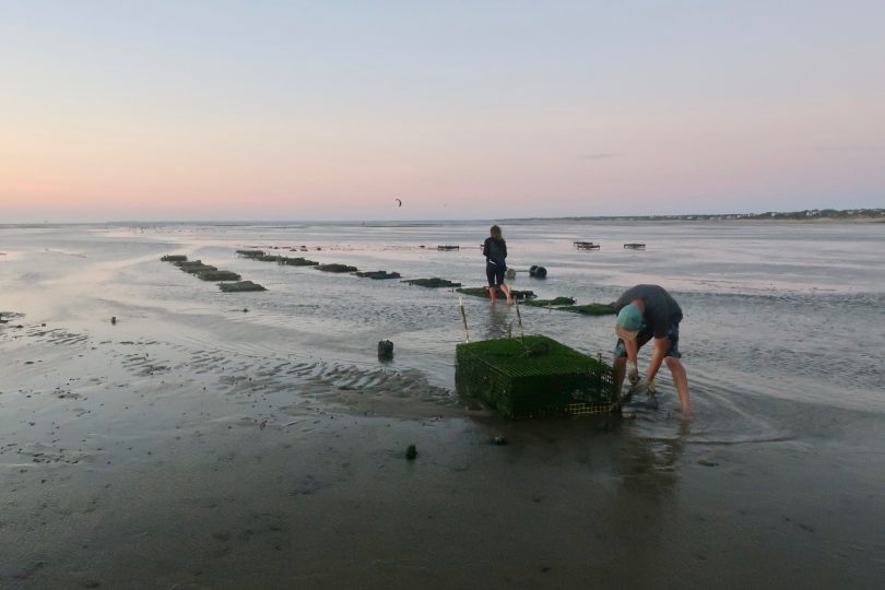 An Eastham Oyster Farmer & The Wellfleet Oysterfest On The Flats Near