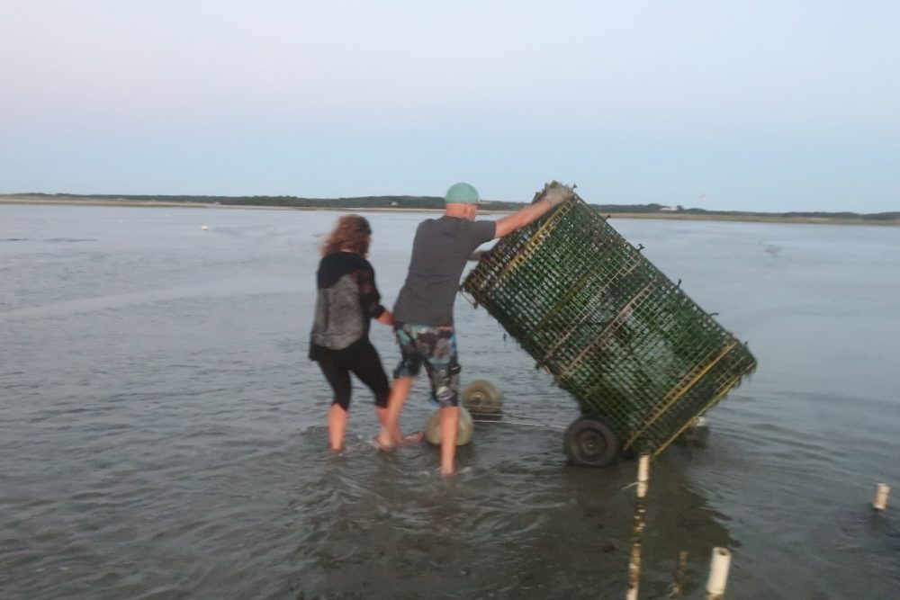 An Eastham Oyster Farmer & The Wellfleet Oysterfest On The Flats Near