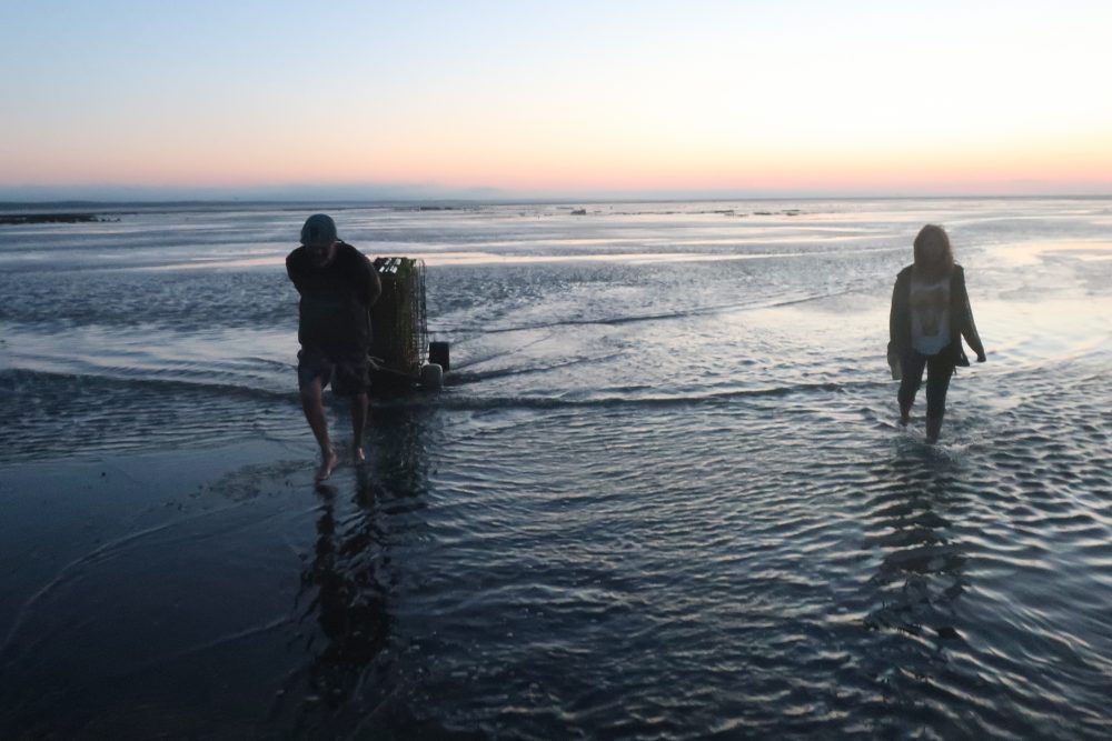 An Eastham Oyster Farmer & The Wellfleet Oysterfest On The Flats Near