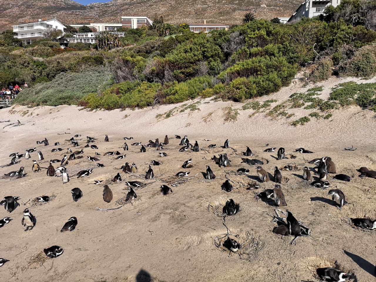 Gallery Cape Elite Tours