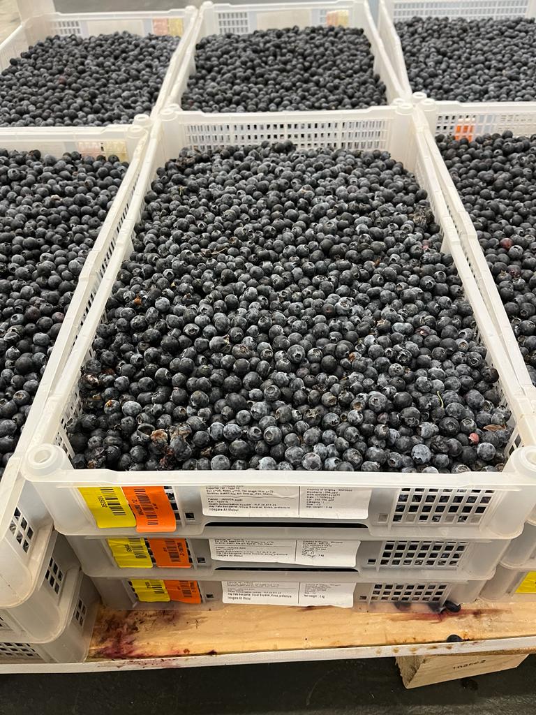 Cape Five Expands Portfolio with Premium South African Blueberries