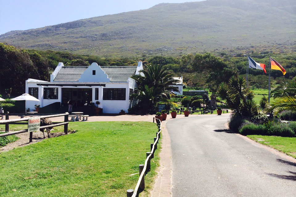 Cape Point Ostrich Farm » Southern most ostrich farm in Africa