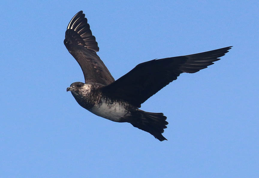 Chum and they will come Cape Sable Birding