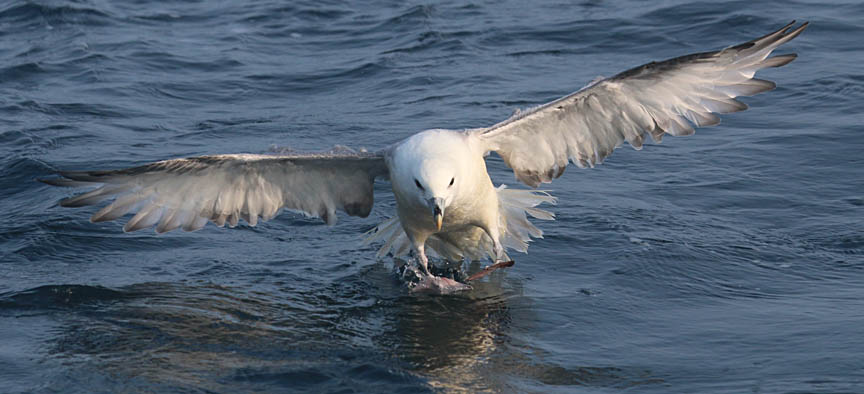 Chum and they will come Cape Sable Birding