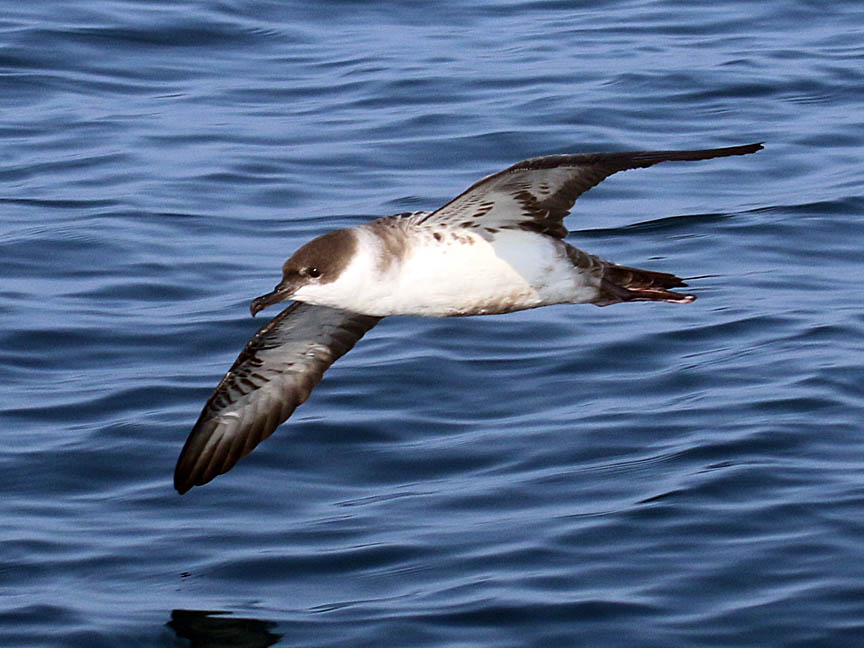 Chum and they will come Cape Sable Birding