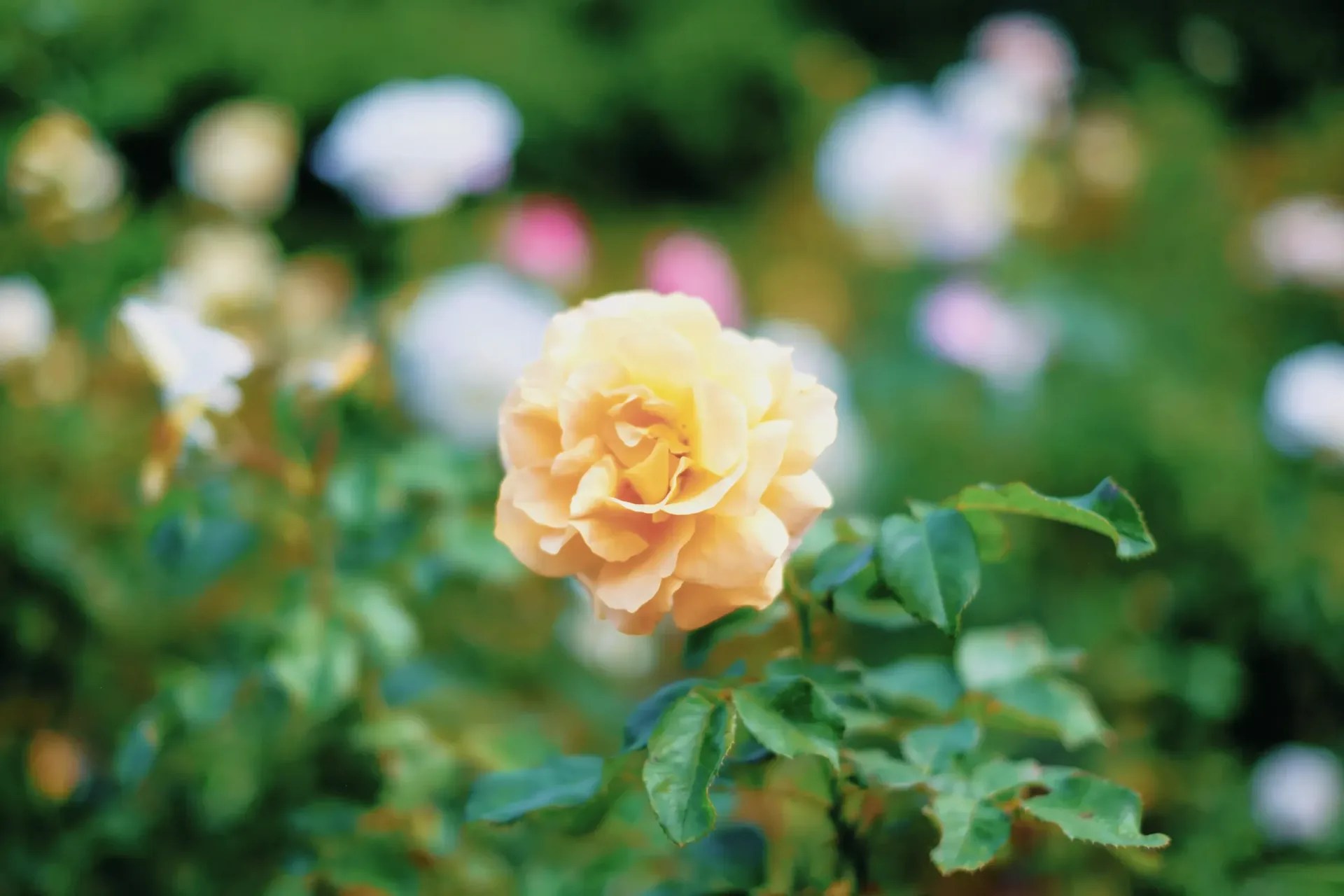 Experience the Magic of CellarsHohenort Hotel & Spa Gardens A Charity