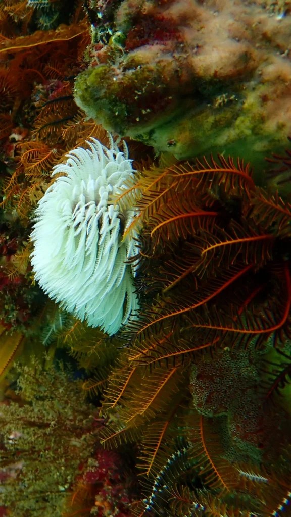Feather Duster Worm