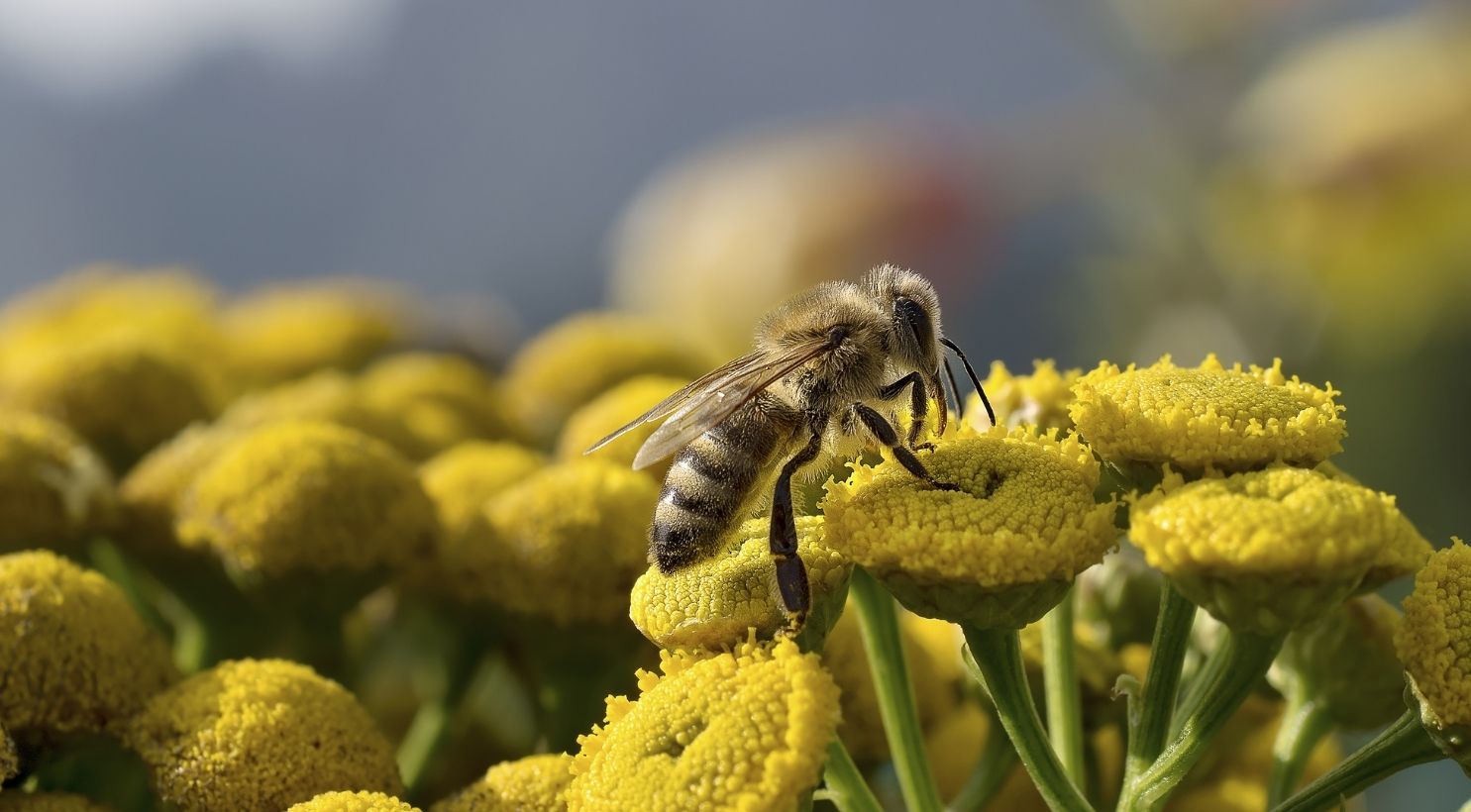 Types of Bees in Australia Capilano Honey