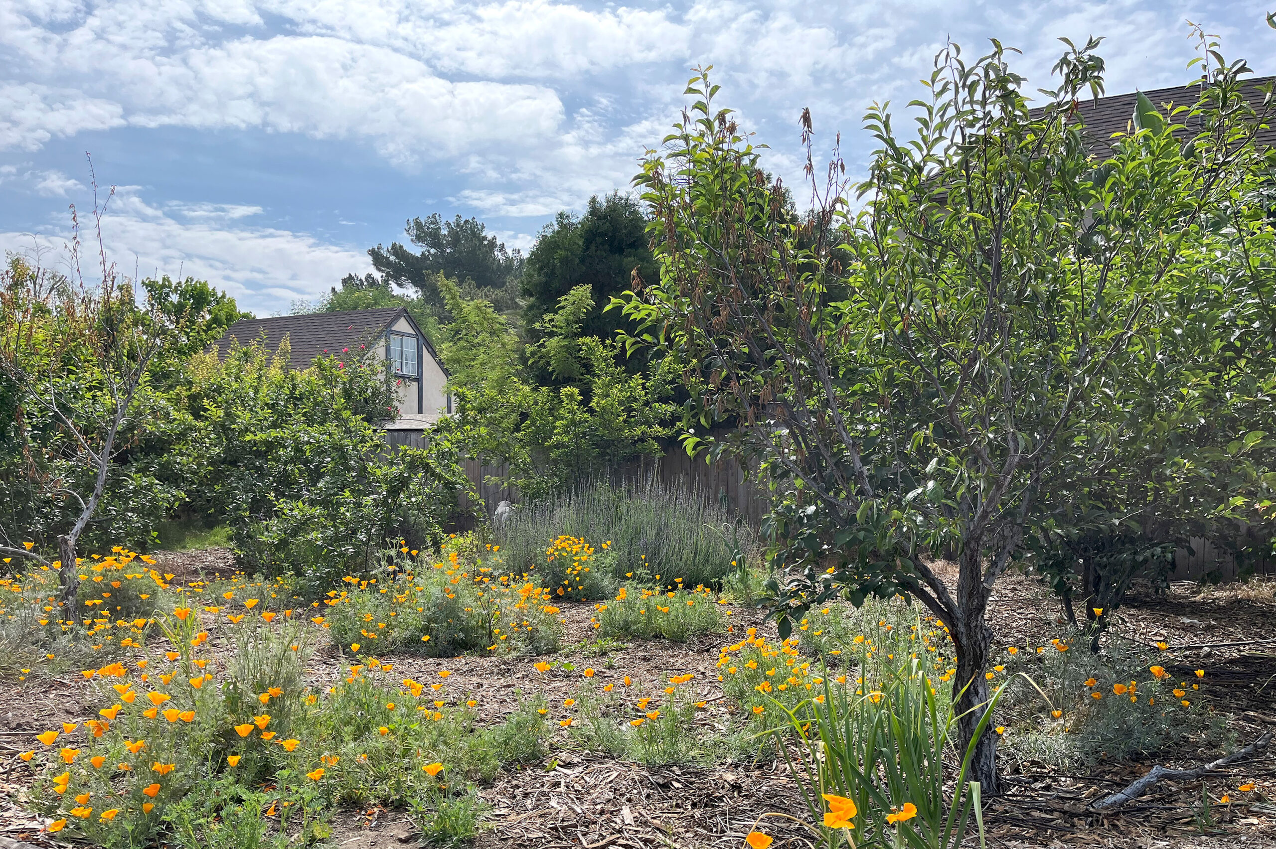 The Orchard Amid Concrete