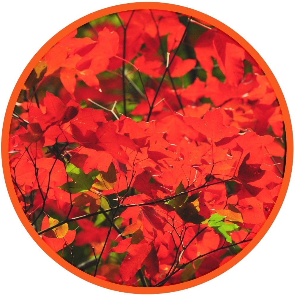 Plant Profile Red Maple Capital Arborists