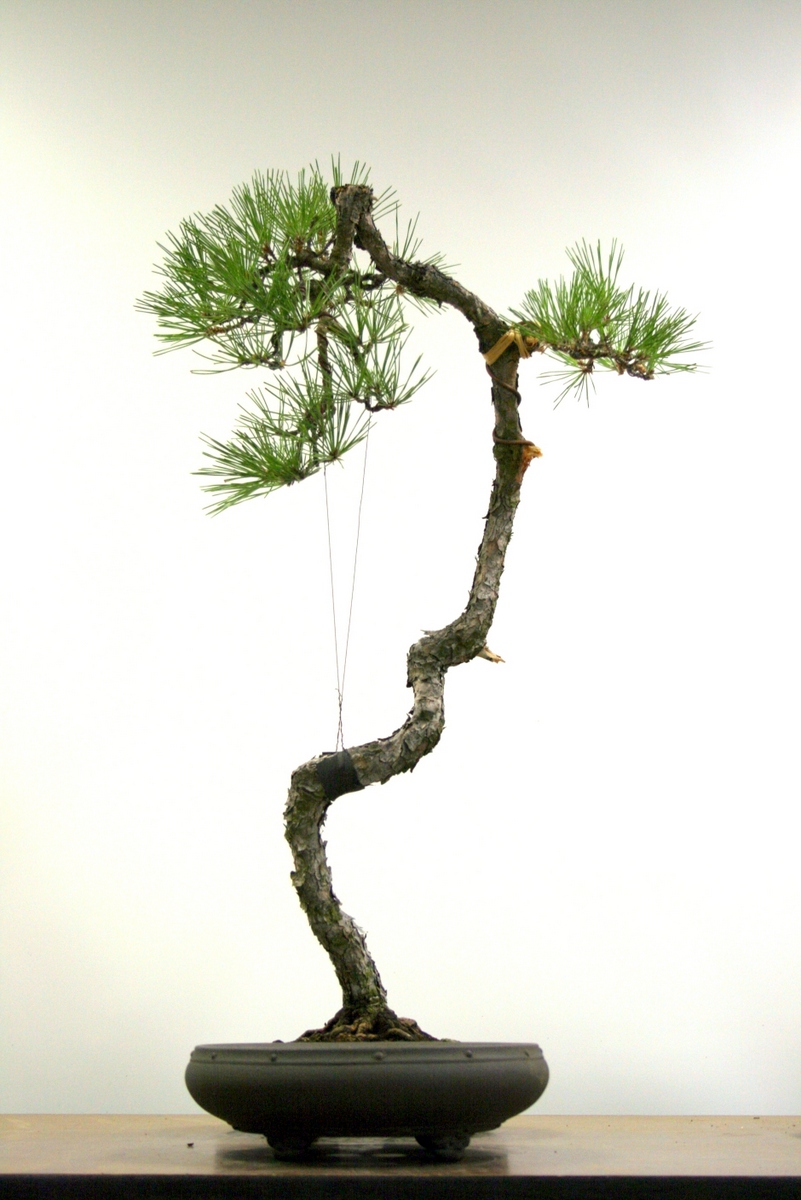 The Gradual Progression Of A Literati Pine Bonsai Capital Bonsai