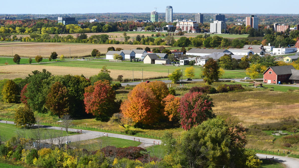 Ottawa's tree canopy must be larger to achieve real benefit, say