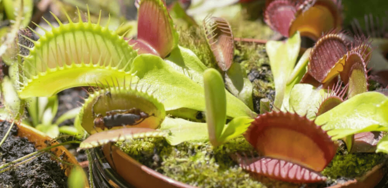 Plantas carnívoras Conheça algumas curiosidades e espécies comuns