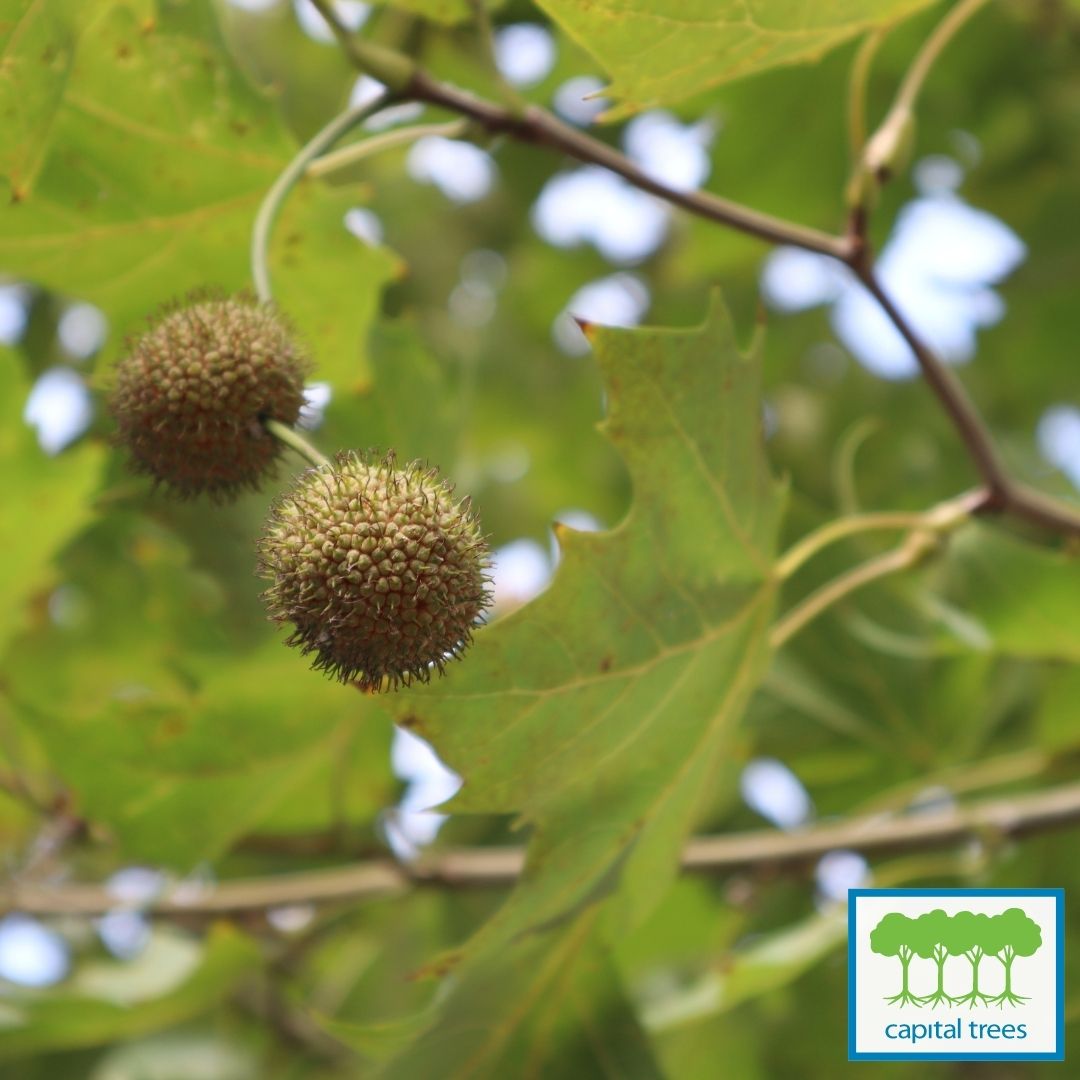 November 2021 Plant of the Month London Plane Tree Platanus x acerifolia Capital Trees