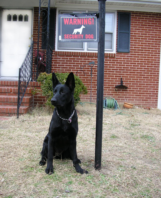 Home Security Dog The O Guide