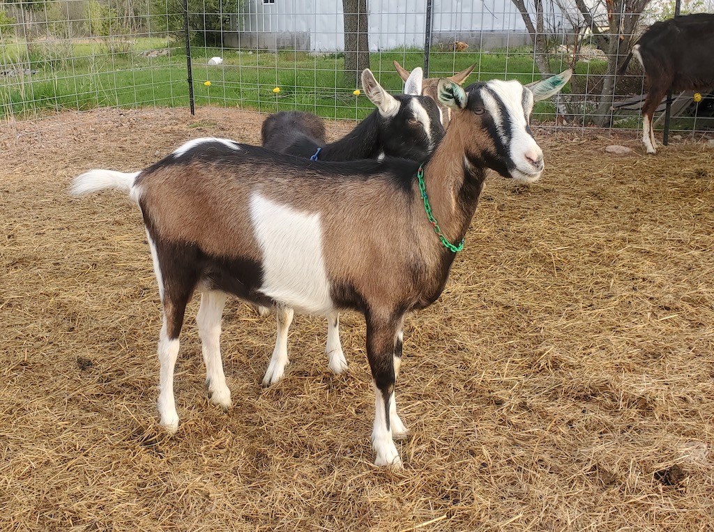 Caprice Acres Wahoo Flair Caprice Acres