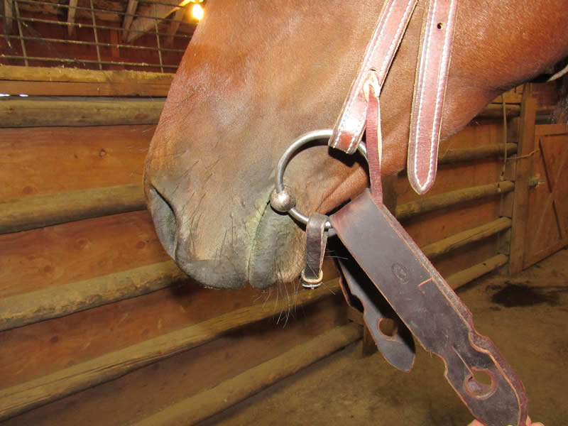 Curb Bit Vs Snaffle