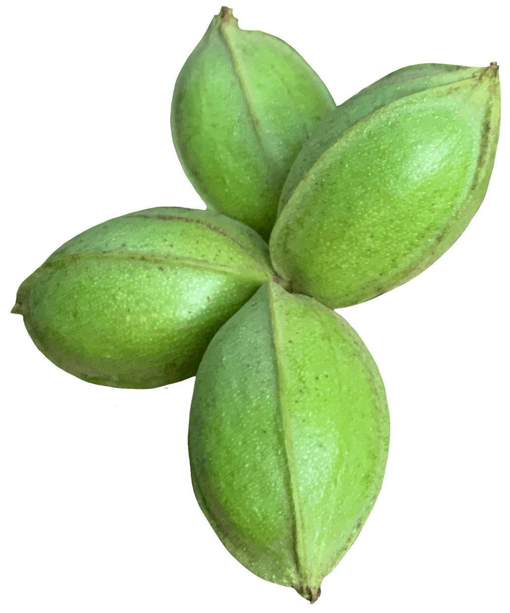 Caprock Shelling Pecan Processing with Unsurpassed Quality