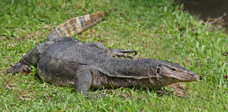 Sumatran Water Monitor Capron Park Zoo