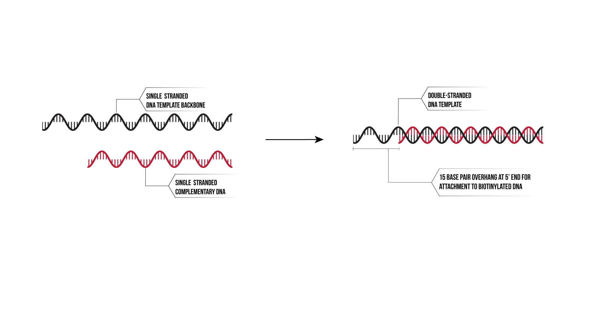 50 base double stranded dna sequence 268072 Bestpixtajp8imc