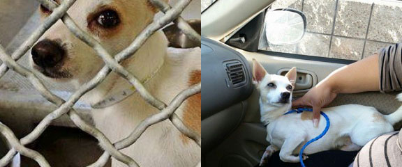 Max the chi got a ride home! Captain Care