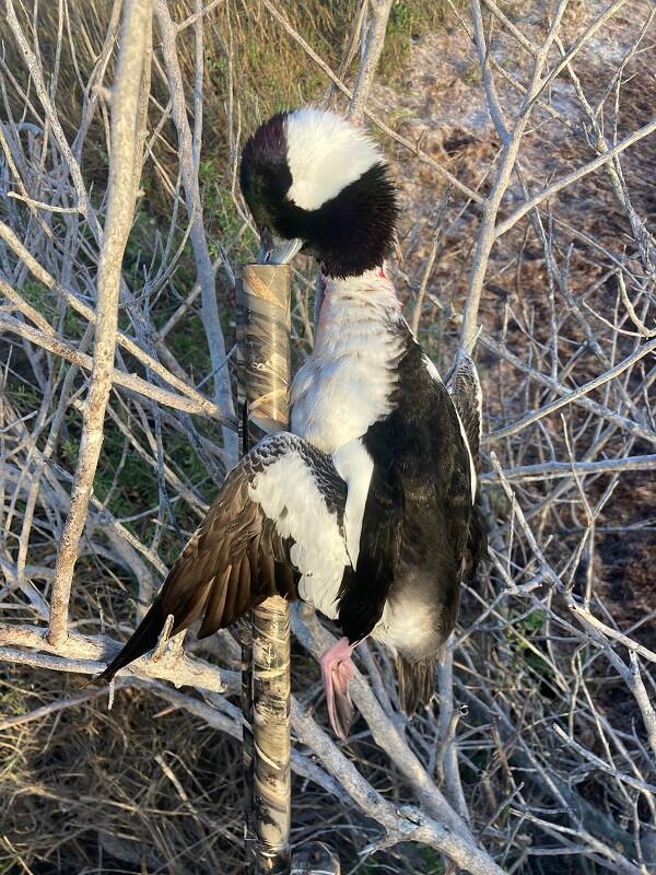 Corpus Christi TX Duck & Deer Hunting Come N' Take It Outfitters