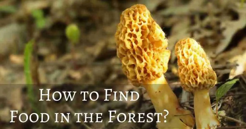 Your Ultimate Survival Guide How to Find Food in the Forest?