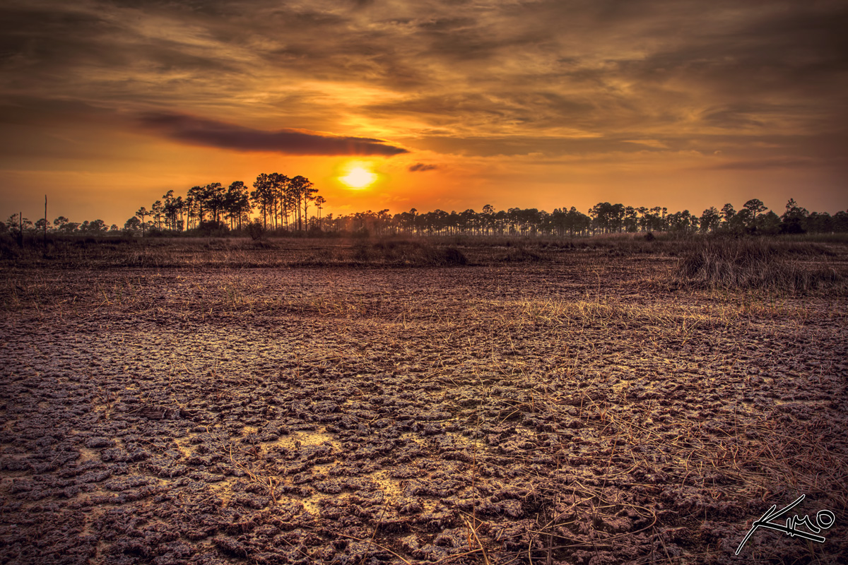Hungryland Slough Florida Dried Wetlands HDR Photography by Captain Kimo