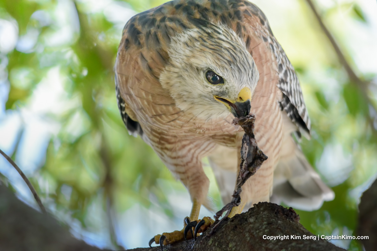 Red Tailed Hawk Eating Cane Toad HDR Photography by Captain Kimo