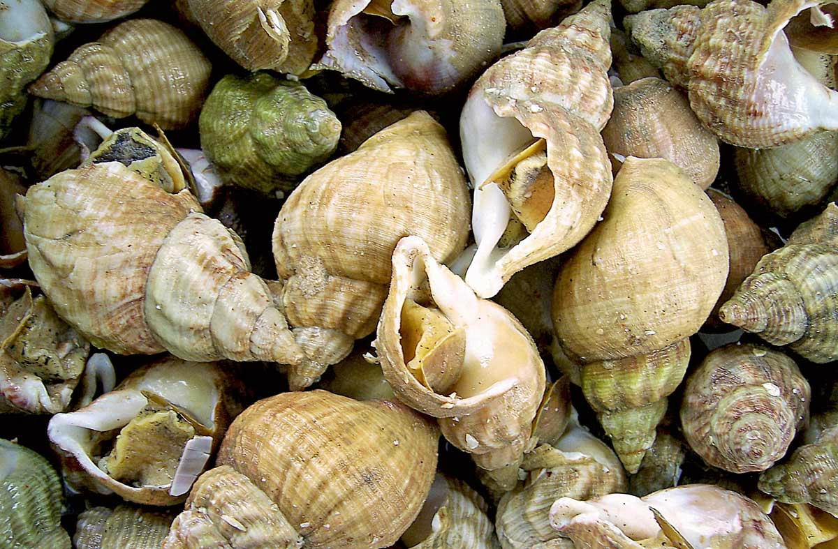 Achat BULOTS en direct de la Bretagne Sud CAPTAIN MARÉE