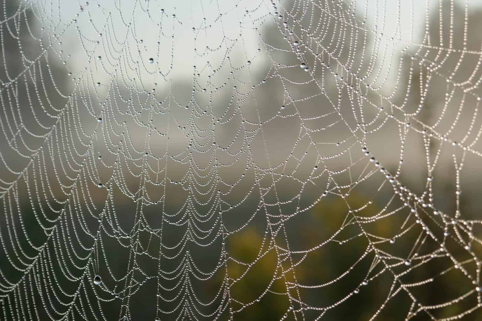 Deal With Spiderwebs On Your Patio (For Good) Captain Patio