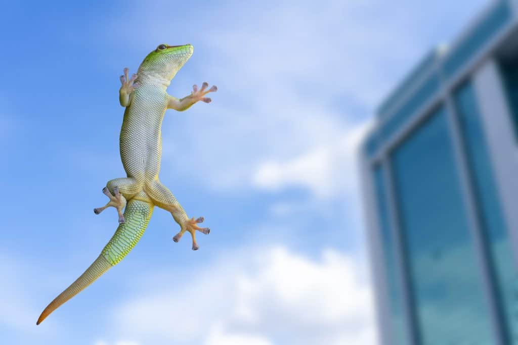 How to Humanely Repel Lizards From Your Outdoor Space Captain Patio