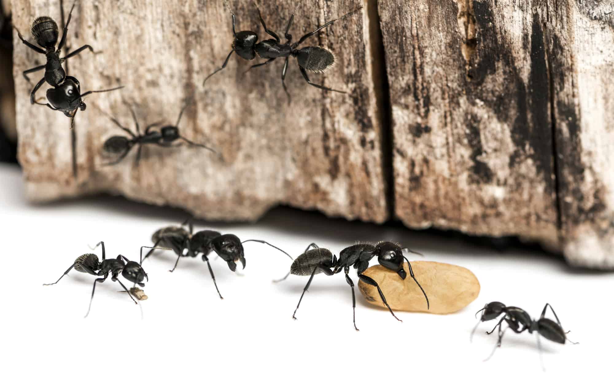 9 Easy Ways to Repel Ants From Outside Your Home Captain Patio