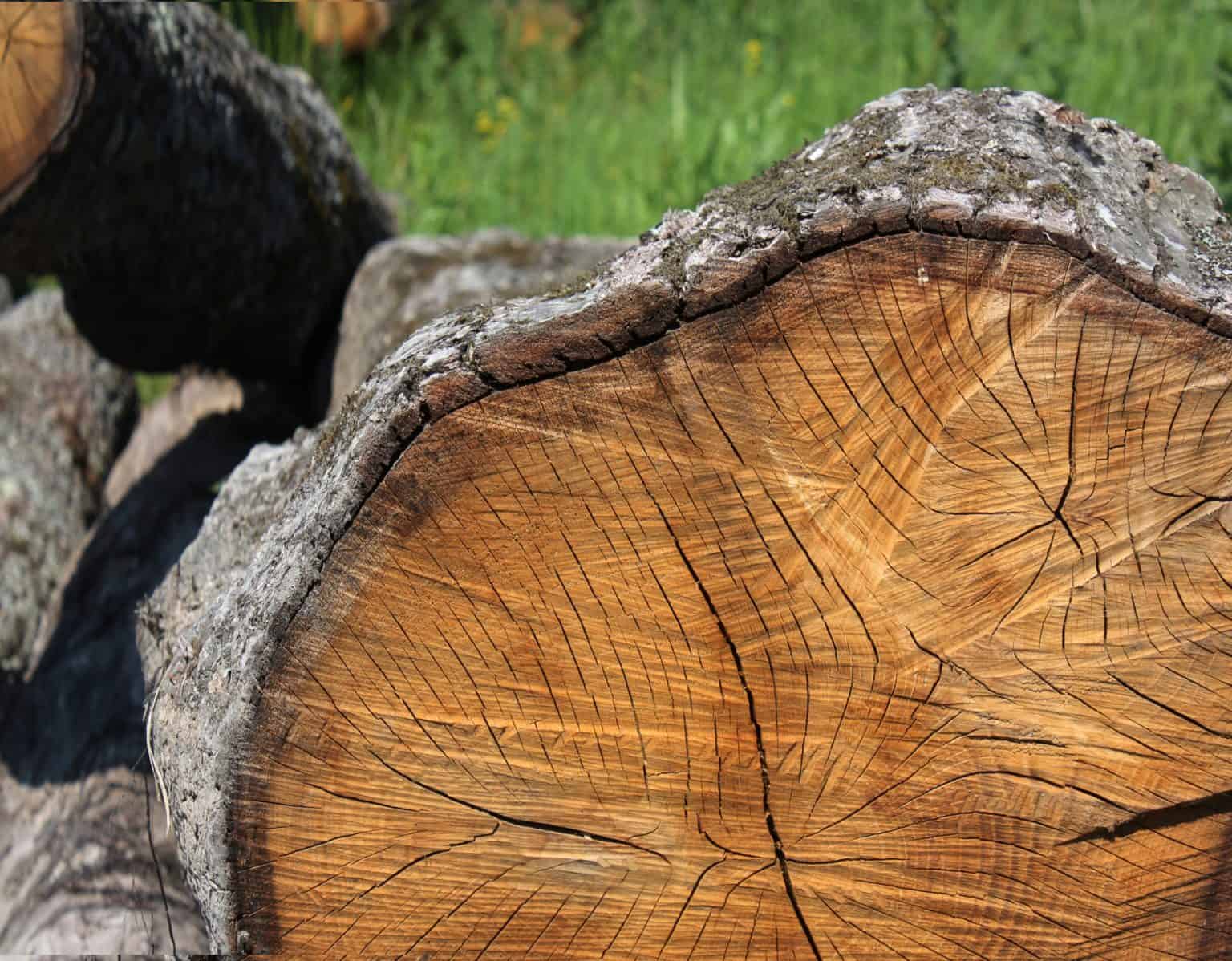 4 Disadvantages of Oak Wood That Most Don't Think About Captain Patio