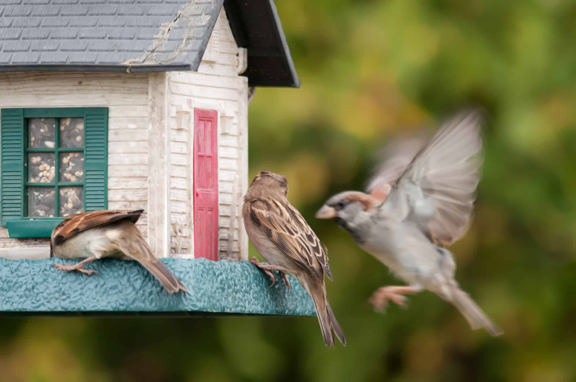 How to Keep Birds From Using Your Patio Furniture Like a Toilet