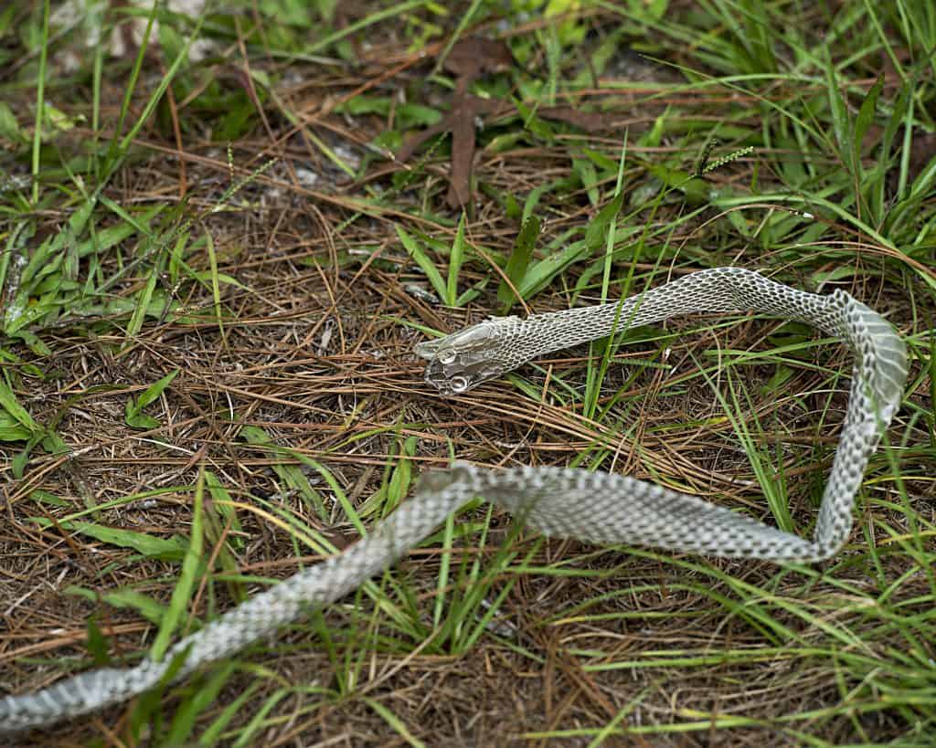 How To Keep Snakes Away From Your InGround Trampoline