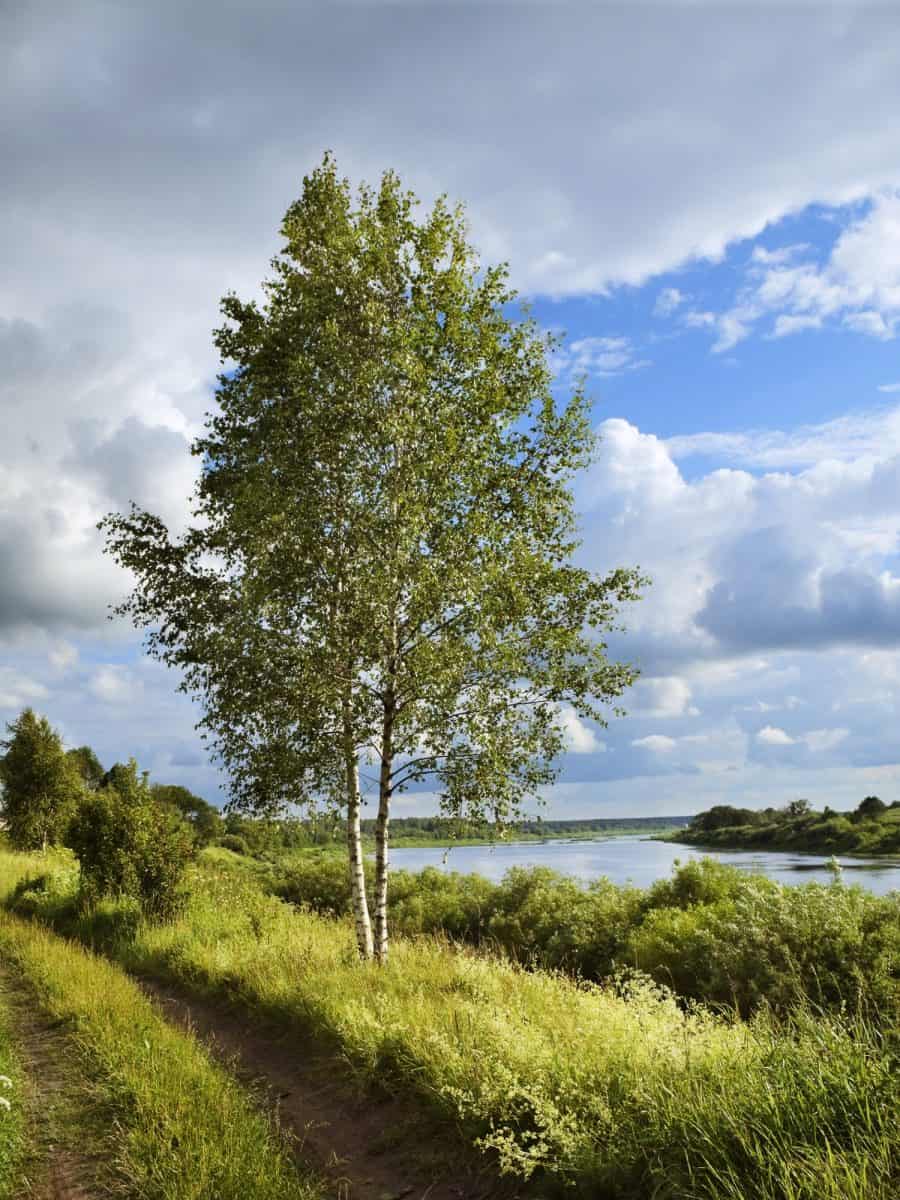 These Trees, Bushes, and Flowers Absorb LOTS of Water