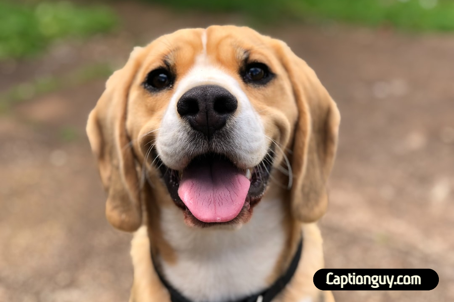50 Best Dog Captions for Instagram Caption Guy