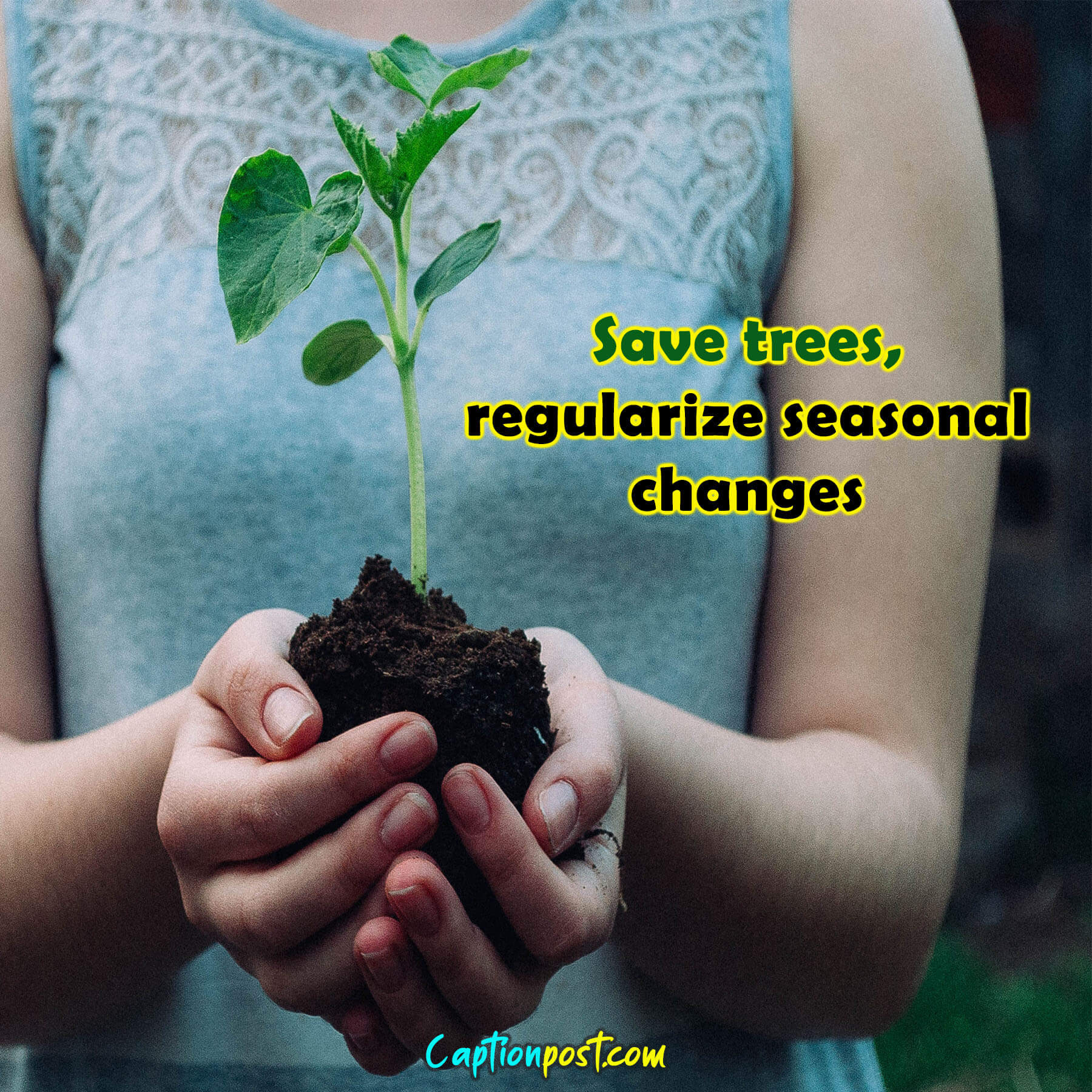 Tree Captions for Instagram to Salute the Nature Captionpost