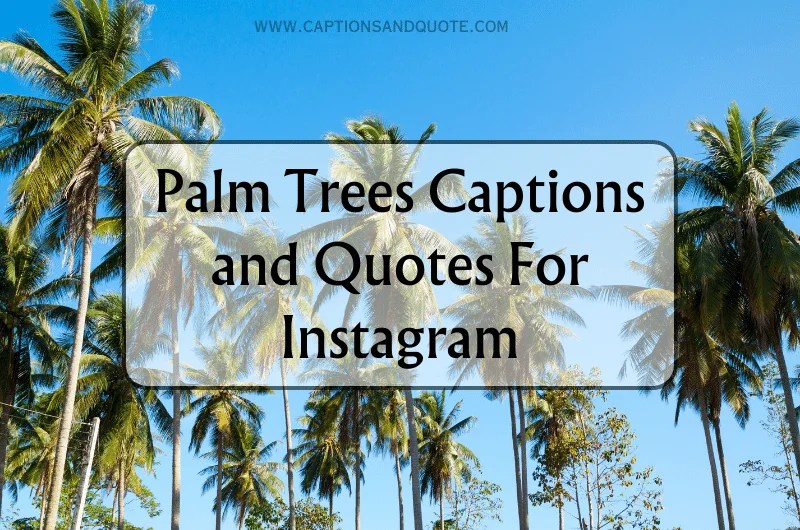 200 Best Palm Trees Captions and Quotes for Instagram 2024