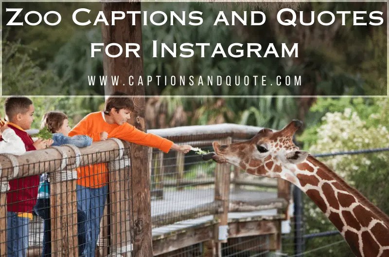 180+ Best Zoo Captions And Quotes For Instagram In 2024