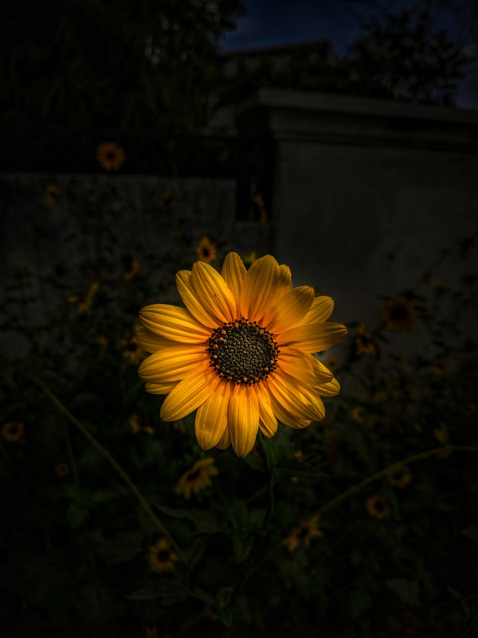 Sunflower Captions For Instagram edulisstory