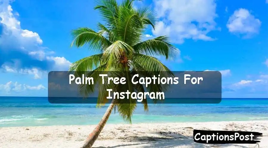 250+ Palm Tree Captions For Instagram [Best, Funny]